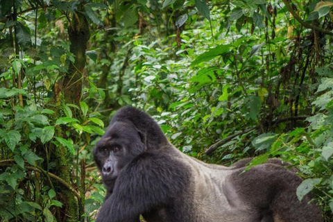 From Entebbe: 7-Day Uganda Safari with Gorilla Trekking