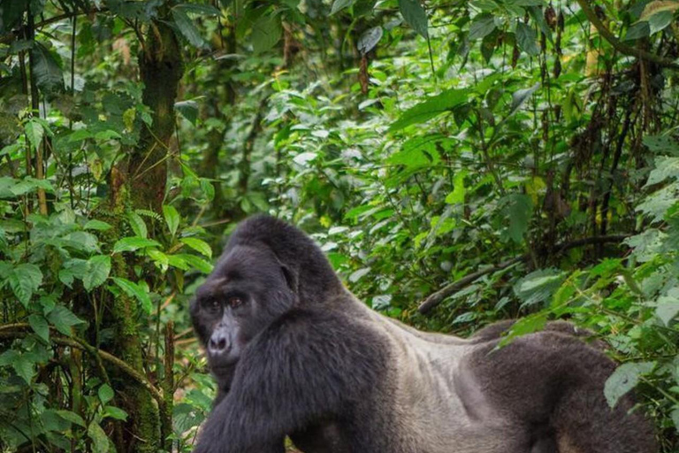 From Entebbe: 7-Day Uganda Safari with Gorilla Trekking