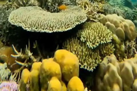 Labuan Bajo: Tour di mezza giornata con grotta di Rangko e spiaggia per lo snorkelingPomeriggio Partenza