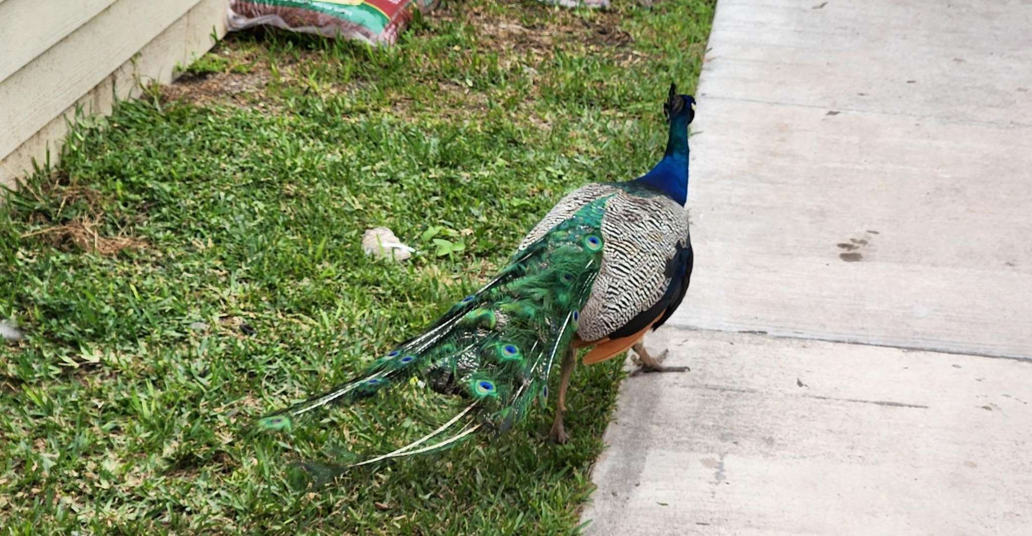 Miami: Everglades Airboat, Gator Encounter & Bus Transfer photo 7