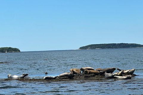Coastal Maine Day Sail Experience - Public & Private Private 4-Hour Sail