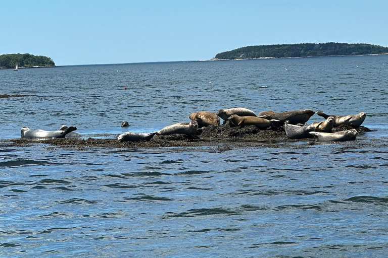Coastal Maine Day Sail Experience - Public & Private Private 4-Hour Sail