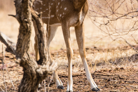 Delhi: wycieczka 1-dniowa z lunchem do rezerwatu tygrysów Sariska