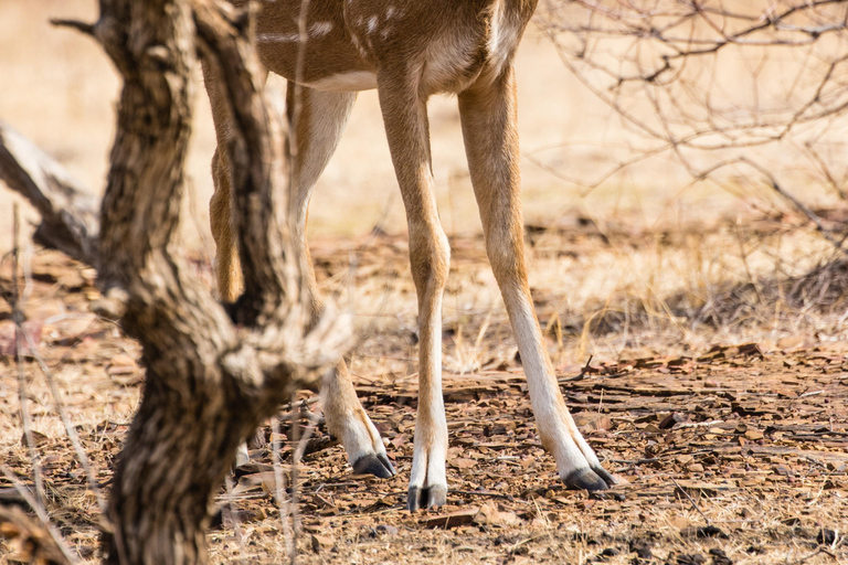 Delhi: wycieczka 1-dniowa z lunchem do rezerwatu tygrysów Sariska