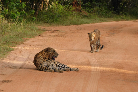 Safariturer i Yala nationalpark: morgon/kväll/heldagMorgontur på 7 timmar med frukost