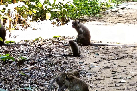 Khao Sok: Trekking privado de um dia, jantar na selva e safári noturno