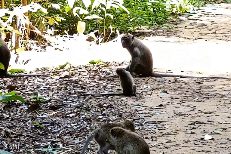 Khao Sok: Privates Tagestrekking, Dschungel-Dinner &amp; Nachtsafari