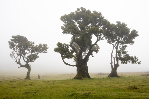 Madeira: Zona Oeste Achadas Cruz, Moniz, Seixal e FanalServiço de busca no Caniço e tour em alemão