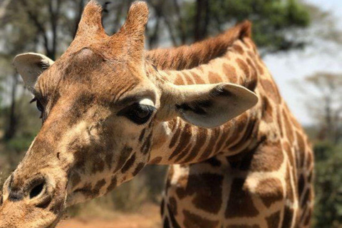 Elephant Orphanage and Giraffe Center Tour