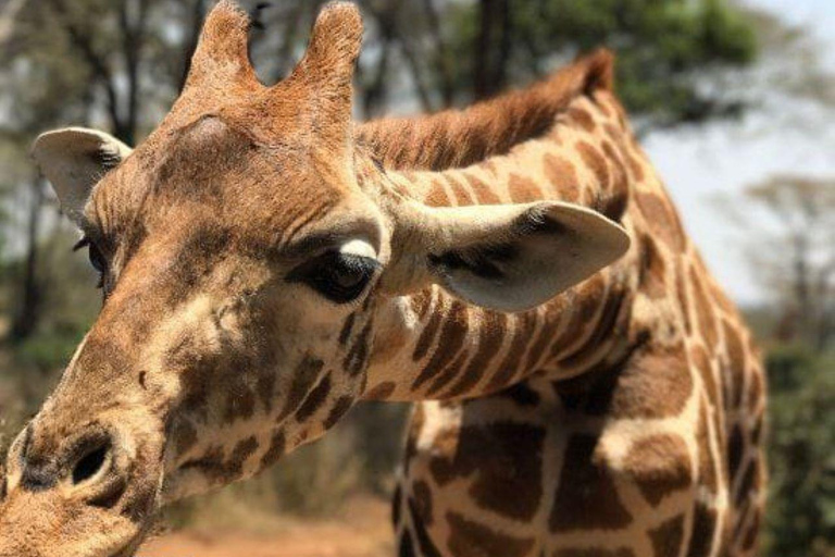 Elephant Orphanage and Giraffe Center Tour
