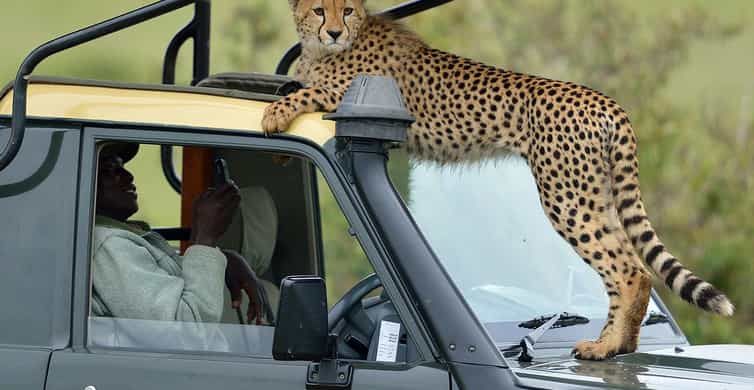 3 Days Ngorongoro Crater Wildlife Mid Range Safari GetYourGuide