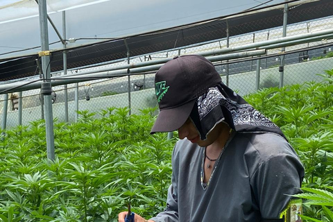 Private Medellín Cannabis Culture Tour with Lunch & Tasting