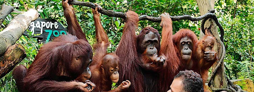Transfert aller simple vers le zoo de Singapour ou le safari nocturne