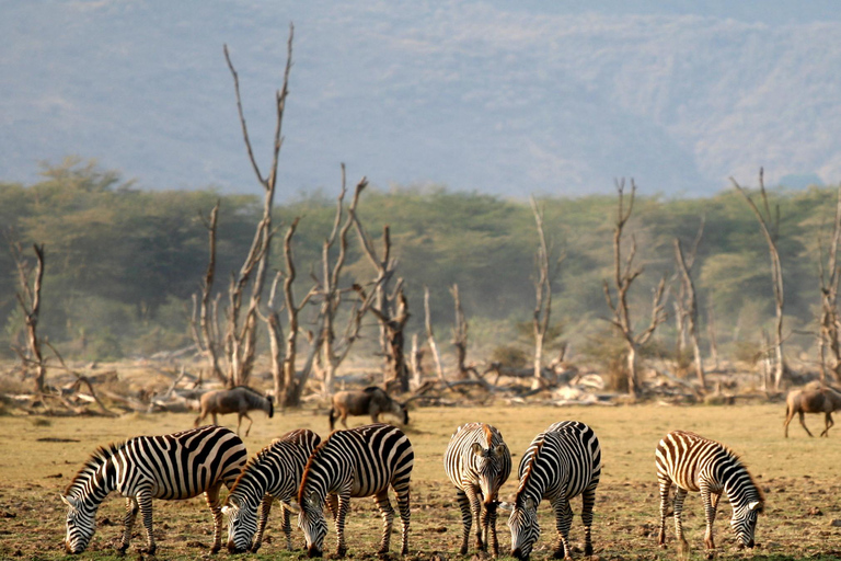 Excursão de um dia de cortar a respiração ao Parque Nacional do Lago Manyara