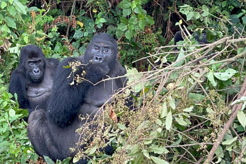 3-Day Congo (DRC) Lowland Gorilla Tracking from RwandaEnglish