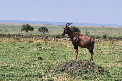 5 Days Kenya Private Safari |Masai Mara, L Nakueu & Naivasha