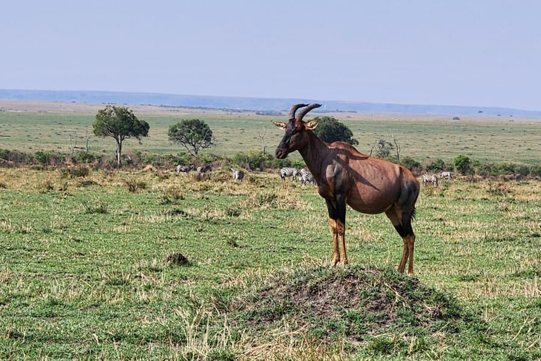 5 Days Kenya Private Safari |Masai Mara, L Nakueu & Naivasha