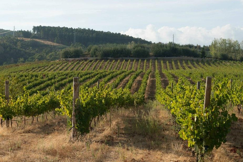 Covilhã - Winery Visit and Tasting of 3 Wines + Cheese Board