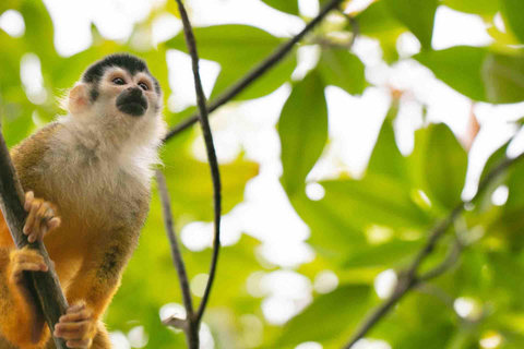 Bocas del Toro: Båttur till Monkey Island och Cayo Coral