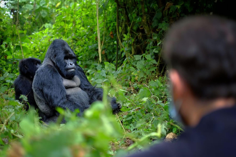 Rwanda 3 Day Gorilla & Chimpanzee Trekking tour