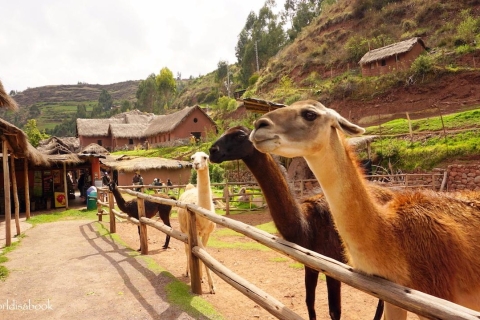 Explora una granja de alpacas y llamas en un tour guiado con un caliente