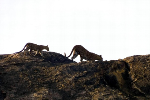 Safari à Yala avec poussette, avec prise en charge à Ella et dépose à Tangalle