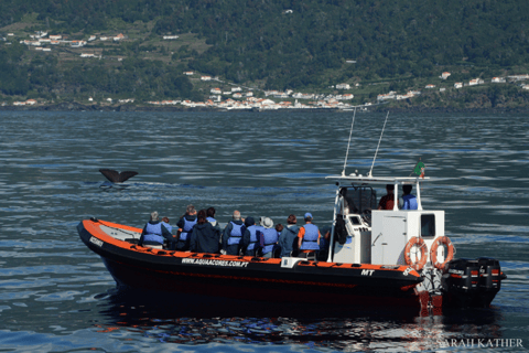 Pico Island: Azorerna val- och delfinskådning på Zodiac Boat