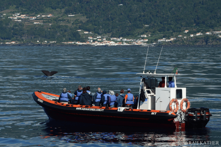 Île de Pico: observation des baleines et des dauphins aux Açores sur un bateau Zodiac