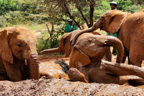 Nairobi : visite du parc national, du centre des bébés éléphants et des girafes