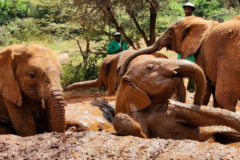 Nairobi : visite du parc national, du centre des bébés éléphants et des girafes