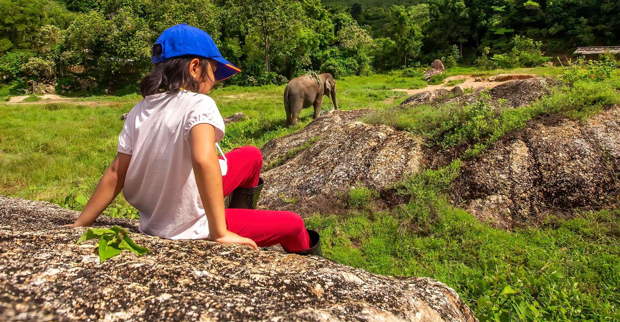 Phuket, Tour guiada por santuario de elefantes con traslados de hotel - Housity
