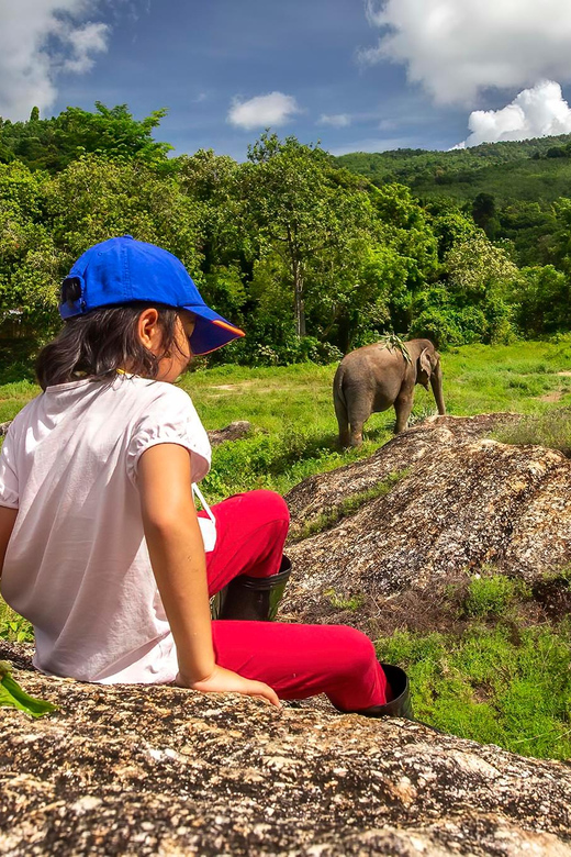 Phuket: Walk and Feed Ethical Elephant Nature Park Tour | GetYourGuide