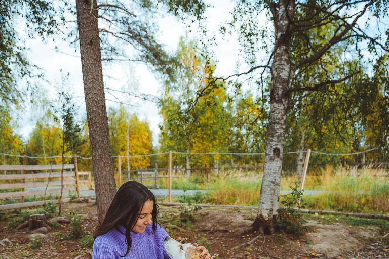 Rovaniemi: Autumn Husky Ride on Wheels