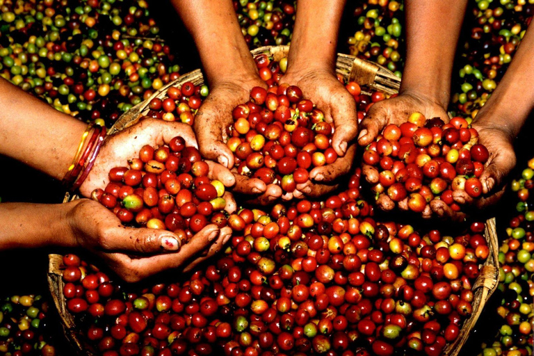 Tapachula: The Chiapas Coffee Route Tapachula: The Coffee Route in Chiapas