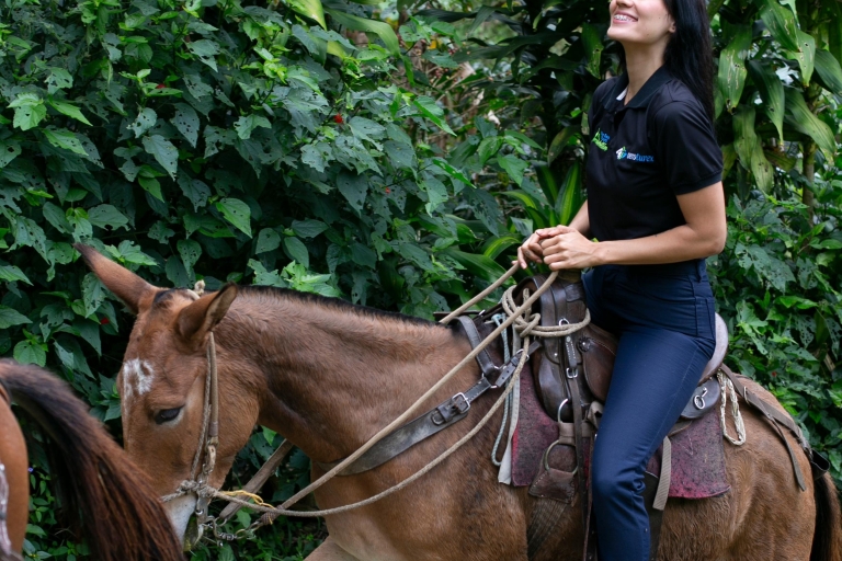 Medellin: Wycieczka po kawie, przyjazd konno i trzcina cukrowa