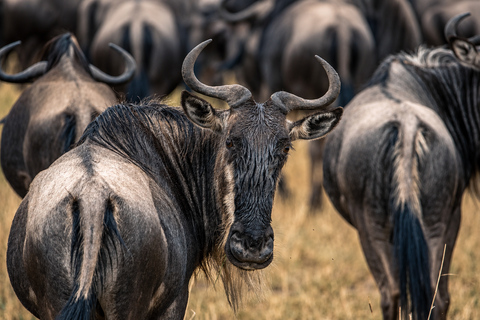 From Arusha: Northern Circuit Safari with Hotel Pickup