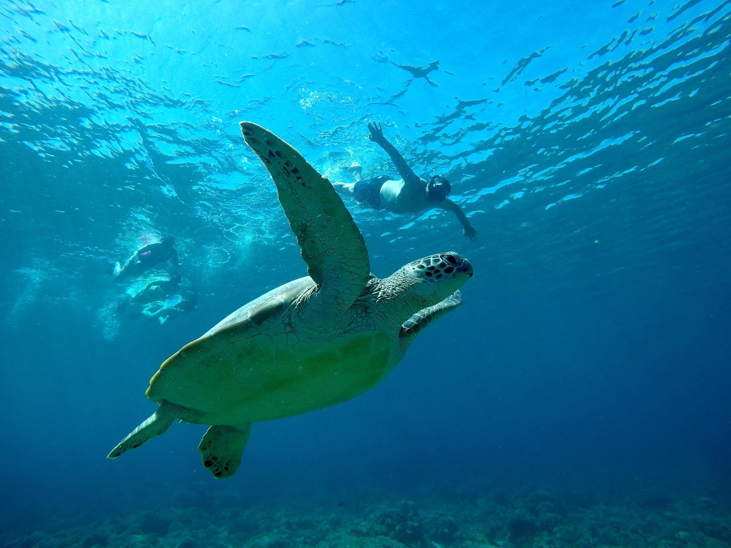 Gili Air Share Schnorcheltour mit GOPRO-Dokumentation