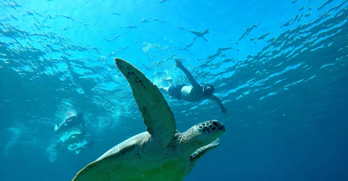 gili cheap snorkeling tour GetYourGuide