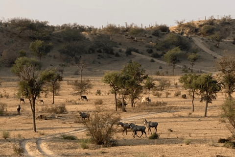 Halbtagestour durch die Wüste in Jodhpur Rajasthan mit Sumer