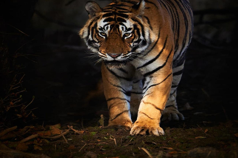 Ranthambore: core zone-1 to 5 Gypsy Tiger Safari with Lunch Ranthambore:core zone 1 to 5 canter jungle safari with lunch