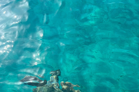 Explora el parque marino de Laganas en barco VIP