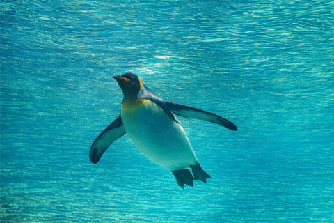 Hokkaido Asahiyama Zoo & Blue Pond Tour & Ningle Terrace 8:00 am meet at Odori Park subway station exit 31