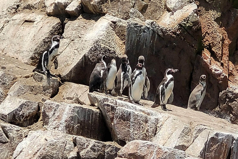 From Paracas: Ballestas Islands Tour + ATV