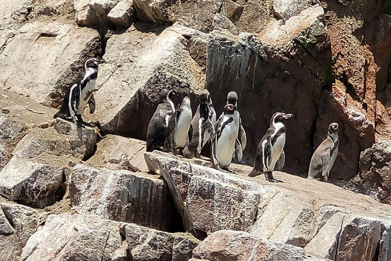 From Paracas: Ballestas Islands Tour + ATV