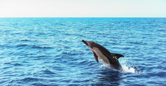 Delfinbeobachtung in Sesimbra | Fast-Track-Tickets + Meeresbiologe