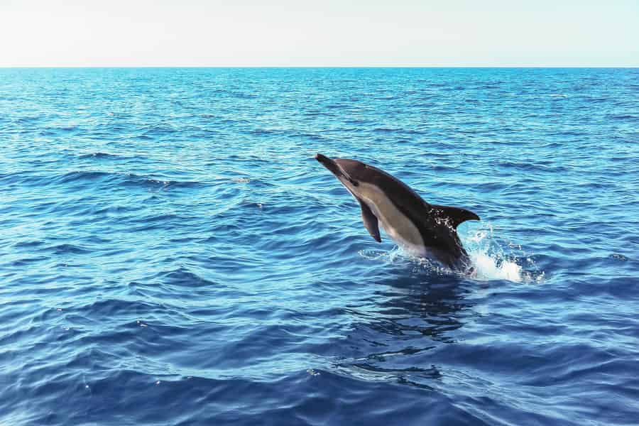 Lissabon: Arrábida Natural Park Dolphin Watching Bootstour. Foto: GetYourGuide