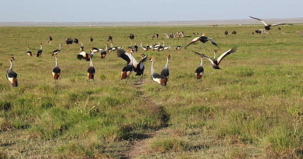 6 Days Group Safari Maasai Mara Nakuru Park Amboseli Park GetYourGuide