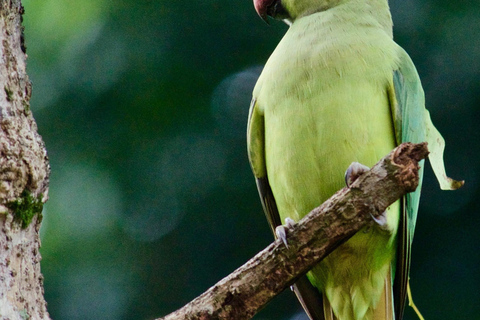 Vanuit Colombo: 2-daagse Wildlife &amp; Erfgoed tour langs de zuidkust