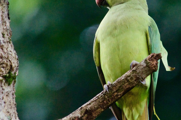 Vanuit Colombo: 2-daagse Wildlife &amp; Erfgoed tour langs de zuidkust