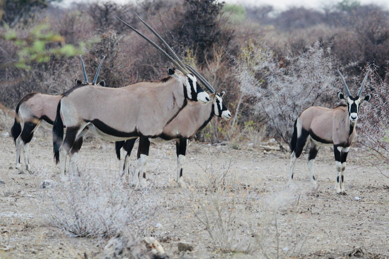 Windhoek: 3-Day Guided Safari in Etosha with Lodge